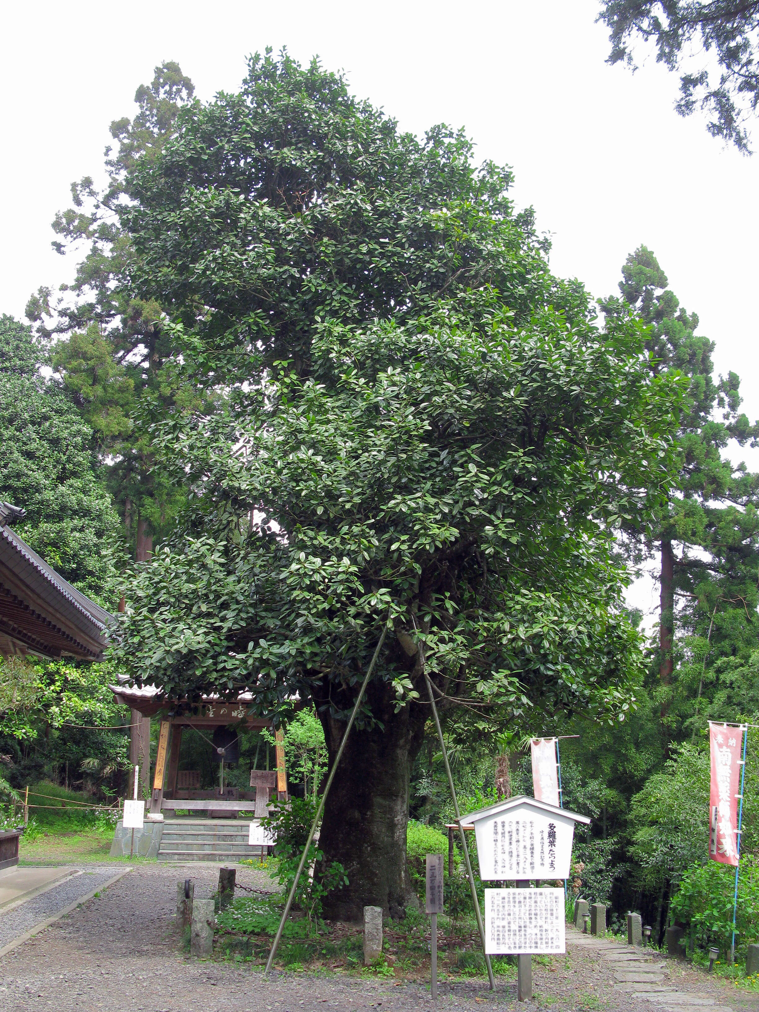 Image de Ilex latifolia C. P. Thunb. ex A. Murray