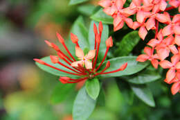 Image of Ixora chinensis Lam.