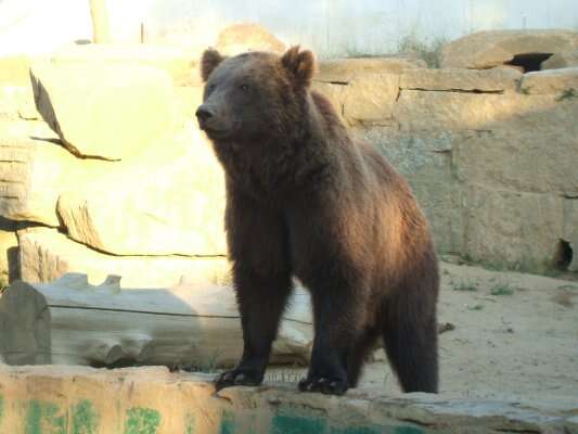 Image of Ursus arctos pyrenaicus