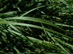 Image of Mondo Grass