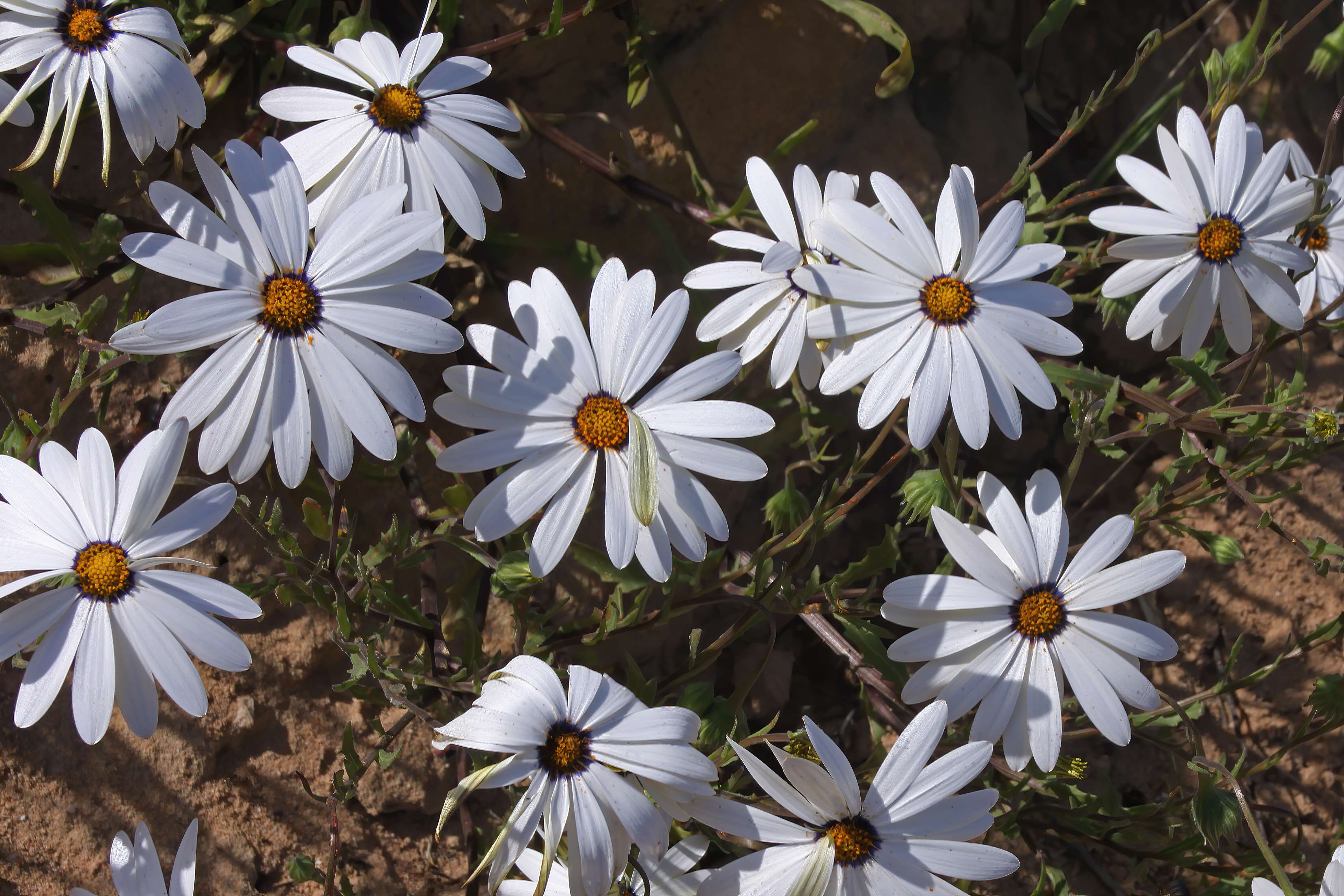 Image de Dimorphotheca pluvialis (L.) Moench