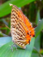 Image of Japonica saepestriata (Hewitson 1865)