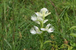 Слика од Pecteilis gigantea (Sm.) Raf.