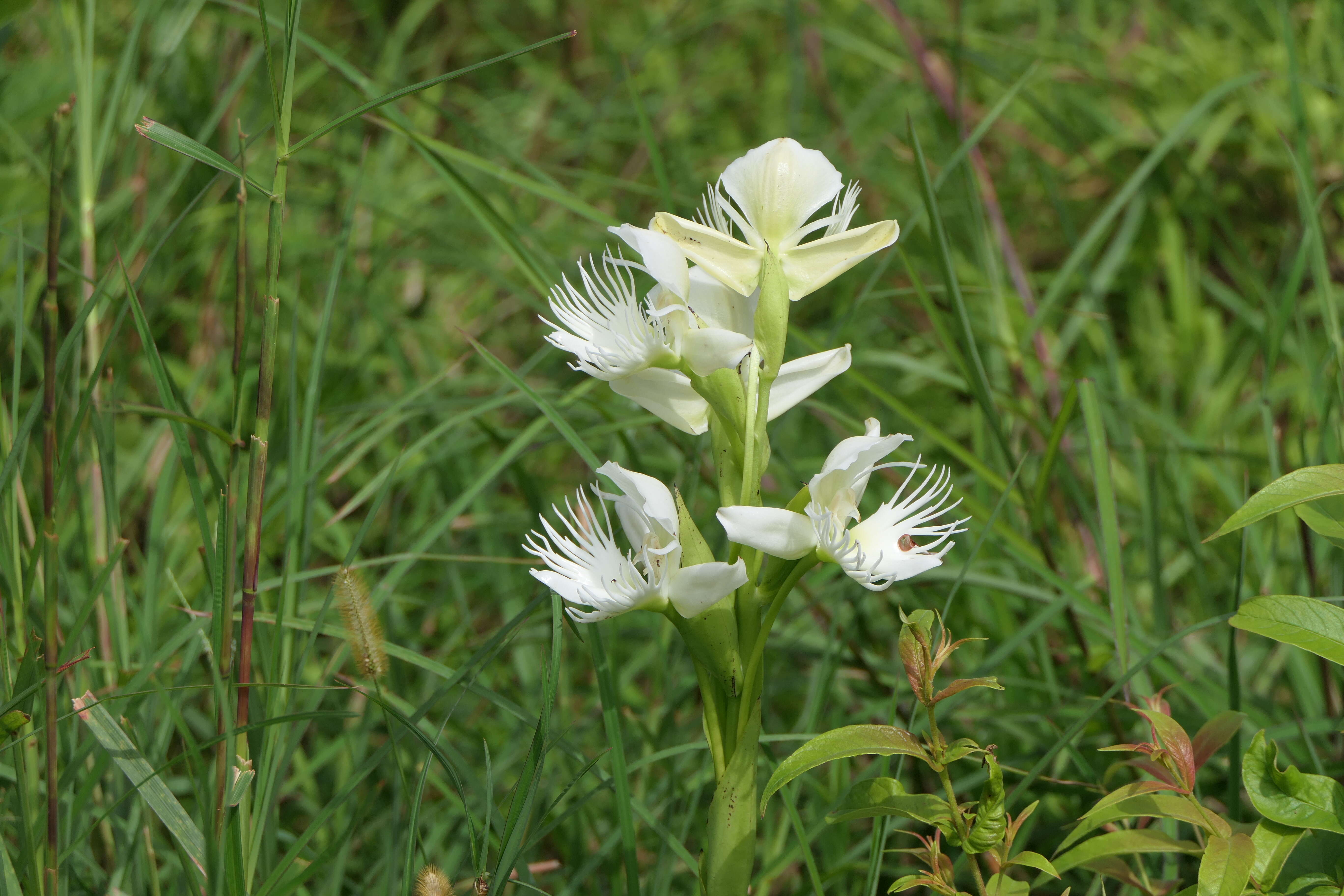 Слика од Pecteilis gigantea (Sm.) Raf.