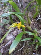 Image de Bulbophyllum auriflorum H. Perrier