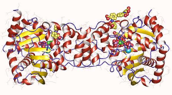 Imagem de 'Mycobacterium tuberculosis complex'