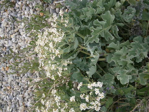 Image of sea kale