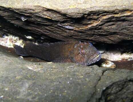 Labrisomus philippii (Steindachner 1866) resmi