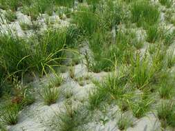 Image of Scirpus radicans Schkuhr