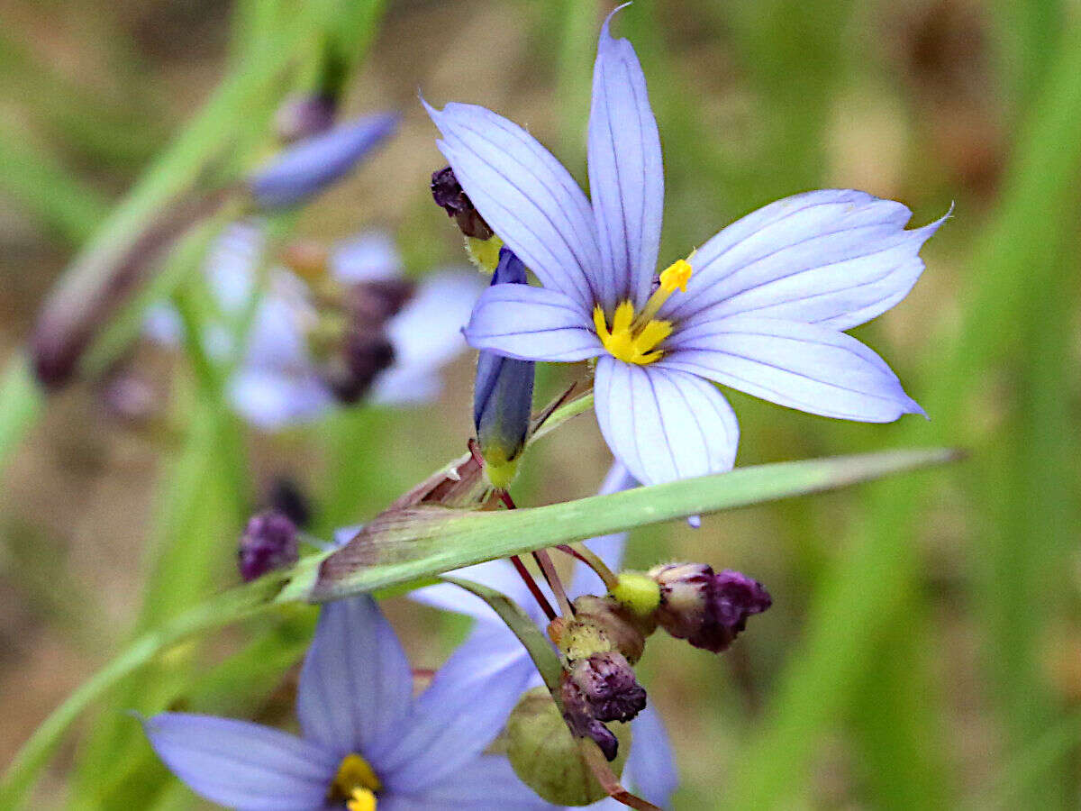 Image of white blue-eyed grass