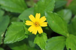 Image of Bay Biscayne creeping-oxeye