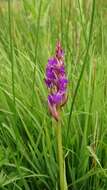 Image of Narrow-leaved marsh-orchid