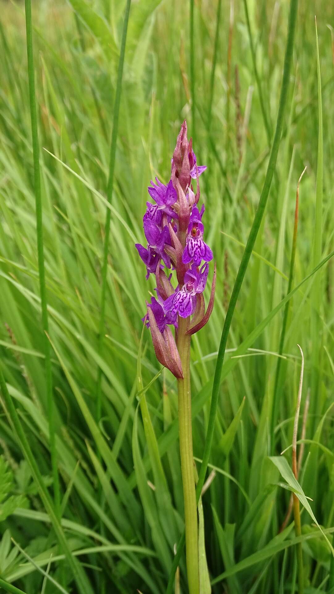 Image of Narrow-leaved marsh-orchid