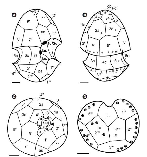 Image of Heterocapsa Stein 1883