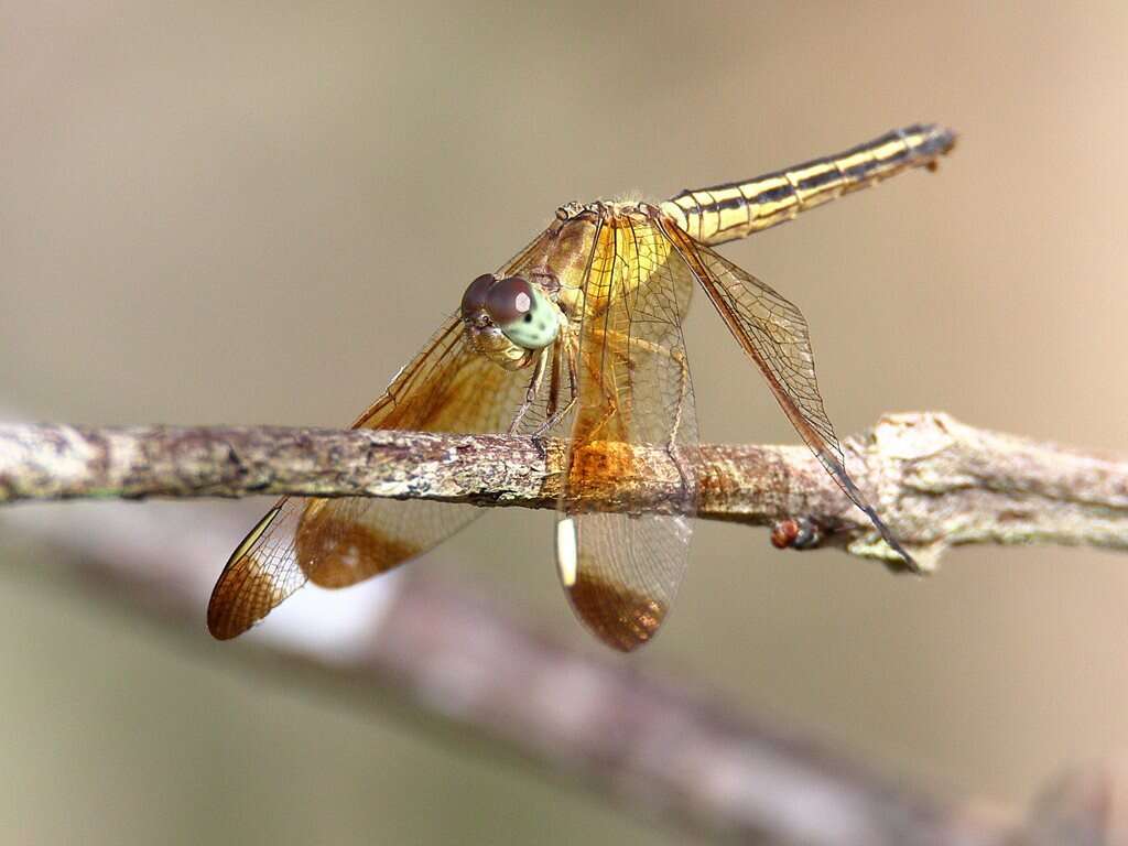 Image of Neurothemis stigmatizans (Fabricius 1775)