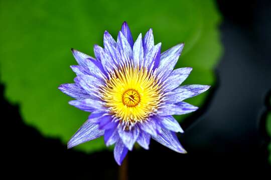 Image of waterlilies