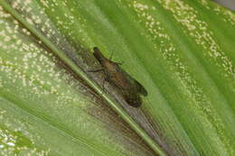 Image of dictyopharid planthoppers