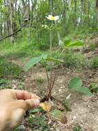 Image of Hautbois Strawberry