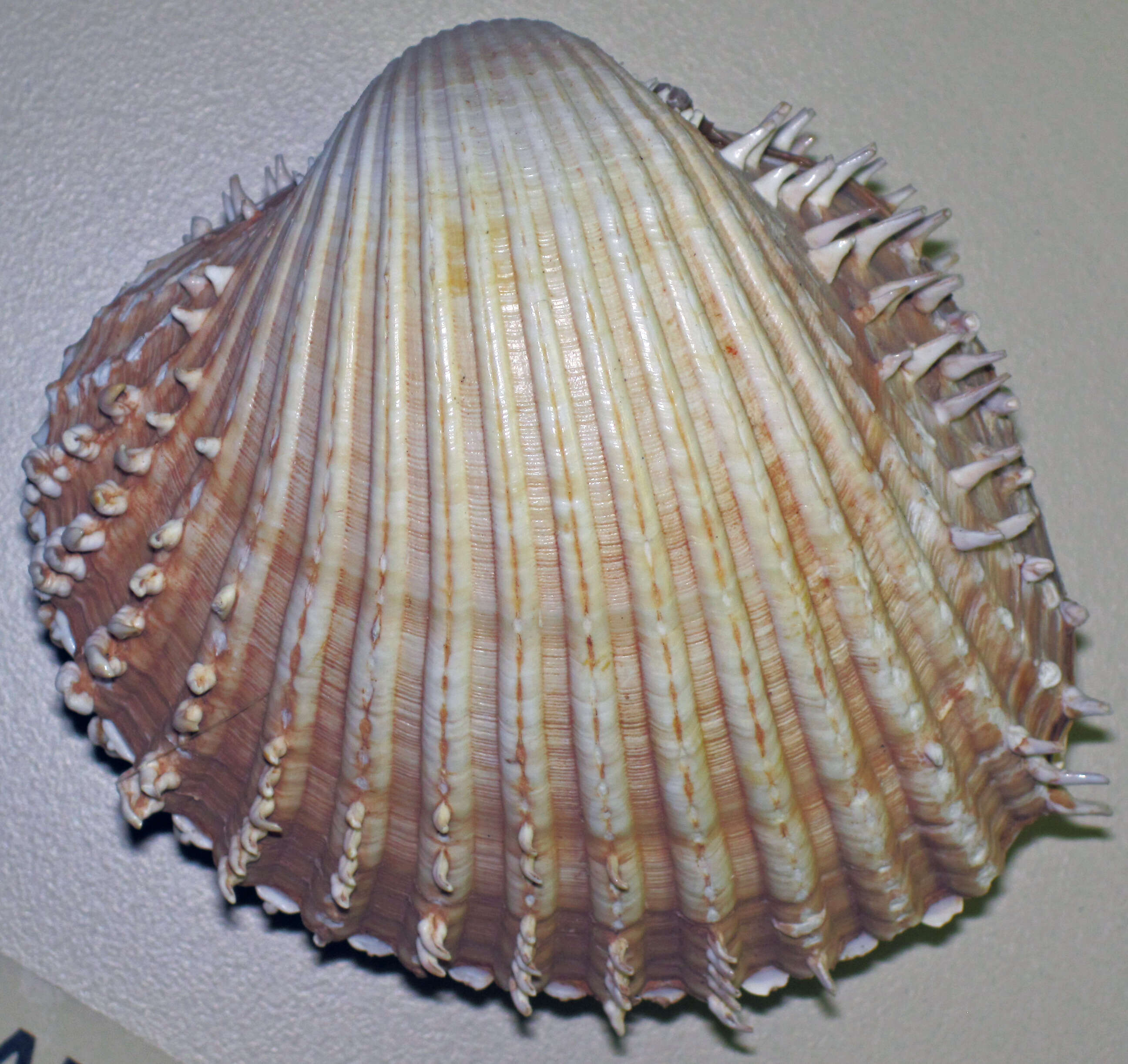 Image of spiny cockle