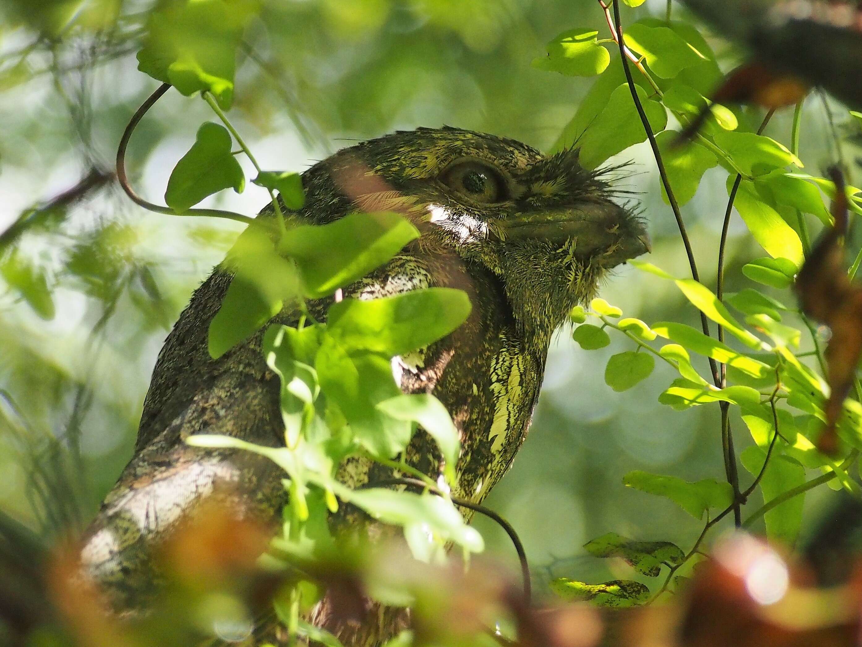 Image of Ceylon Frogmouth