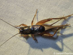 Image of winged bush crickets