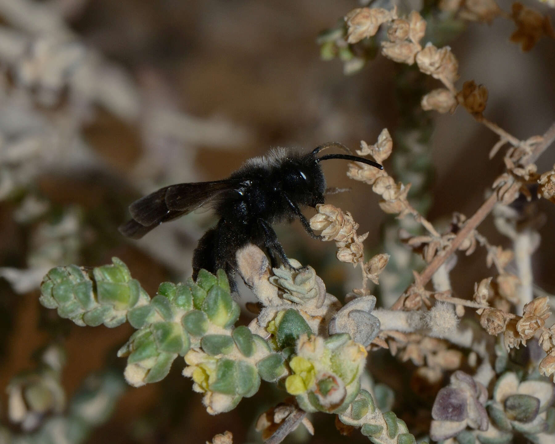 Image of Thymelaea hirsuta (L.) Endl.