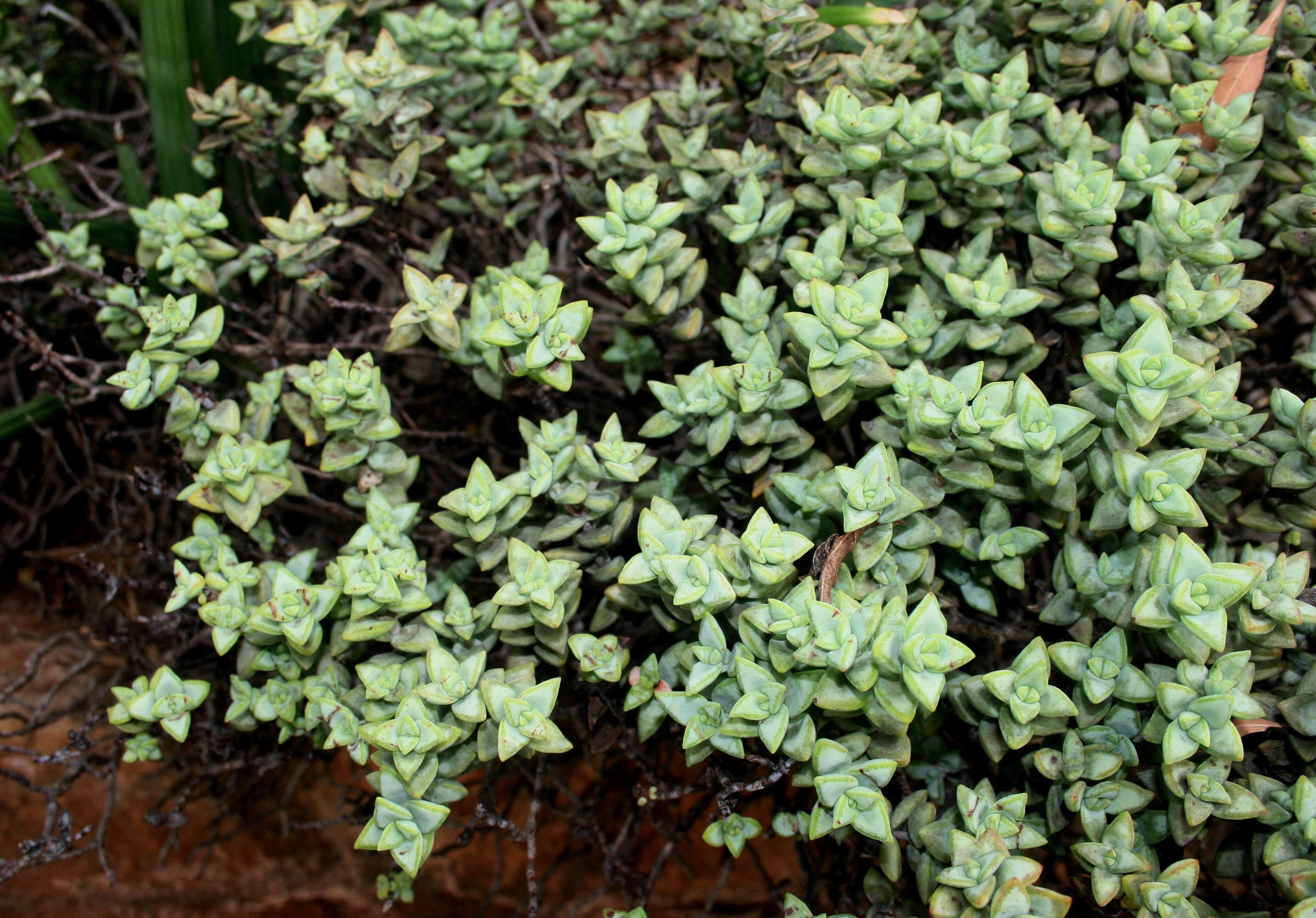 Image of Concertina plant