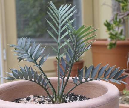 Image of Eastern Cape Blue Cycad