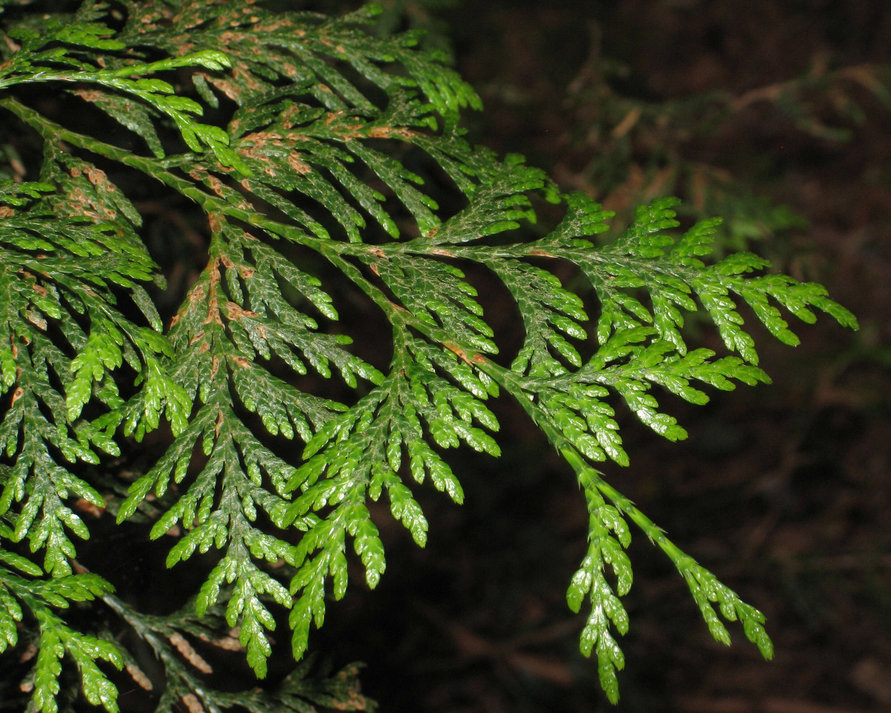 Image of Canoe Cedar