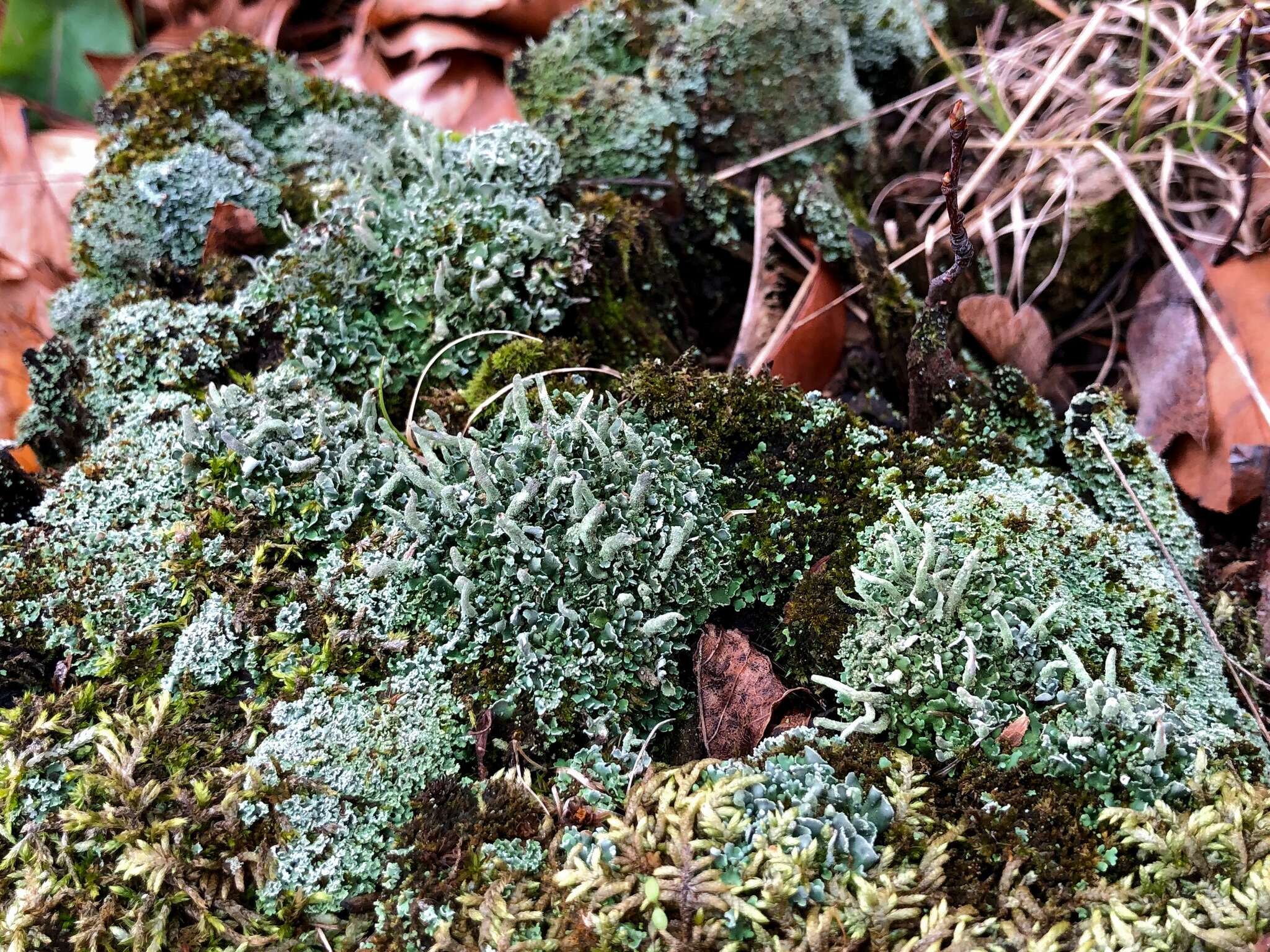 صورة Cladonia coniocraea (Flörke) Spreng.