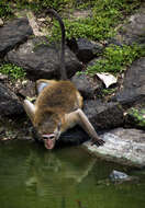 Image of Toque macaque