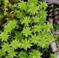 صورة Syntrichia ruralis Weber & D. Mohr 1803