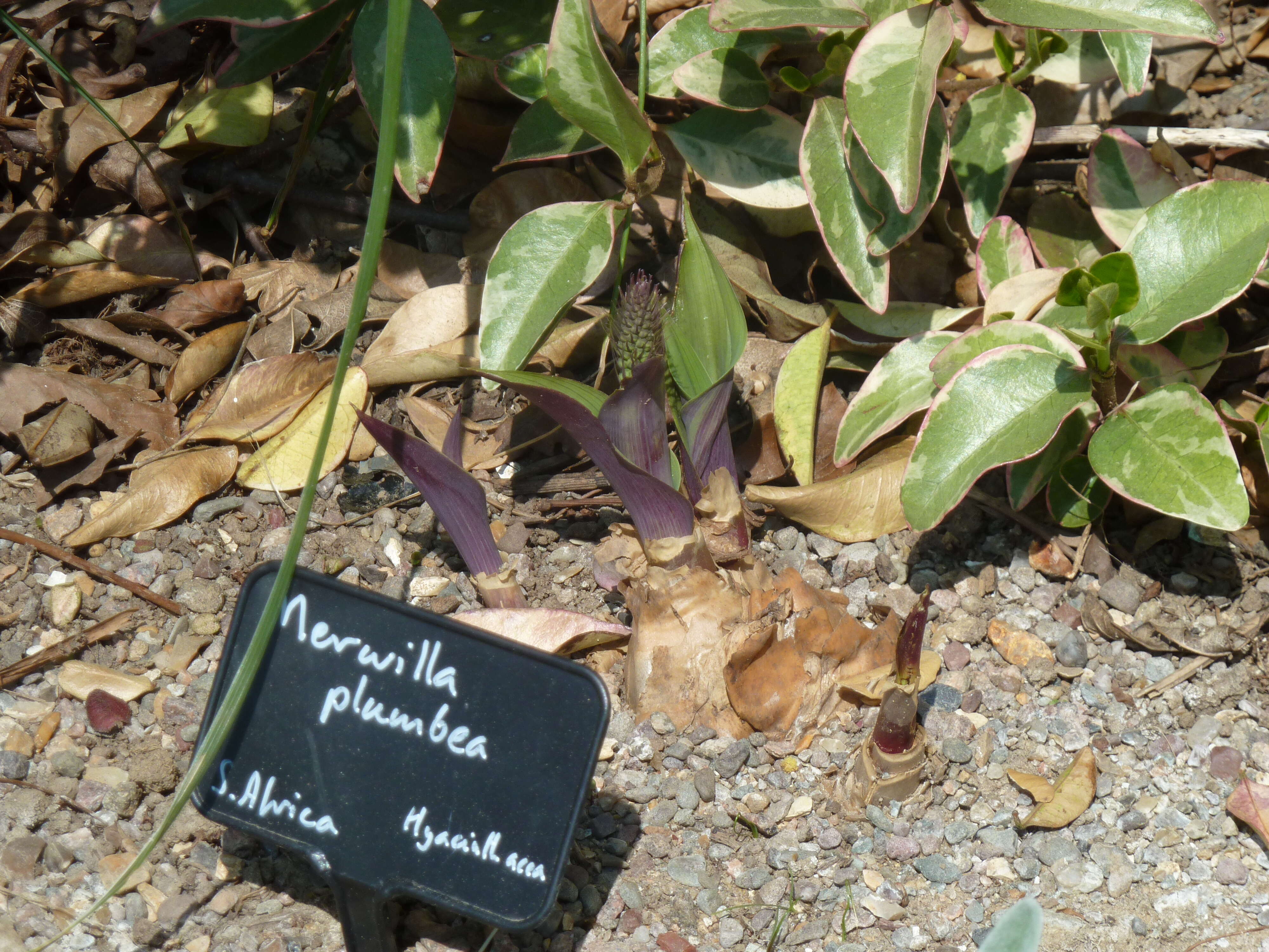 Image of Large blue squill