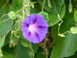 Image of tall morning-glory