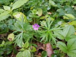 Imagem de Geranium columbinum L.