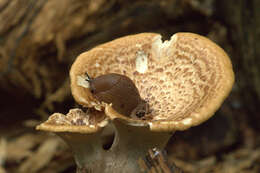 Image of dryad's saddle