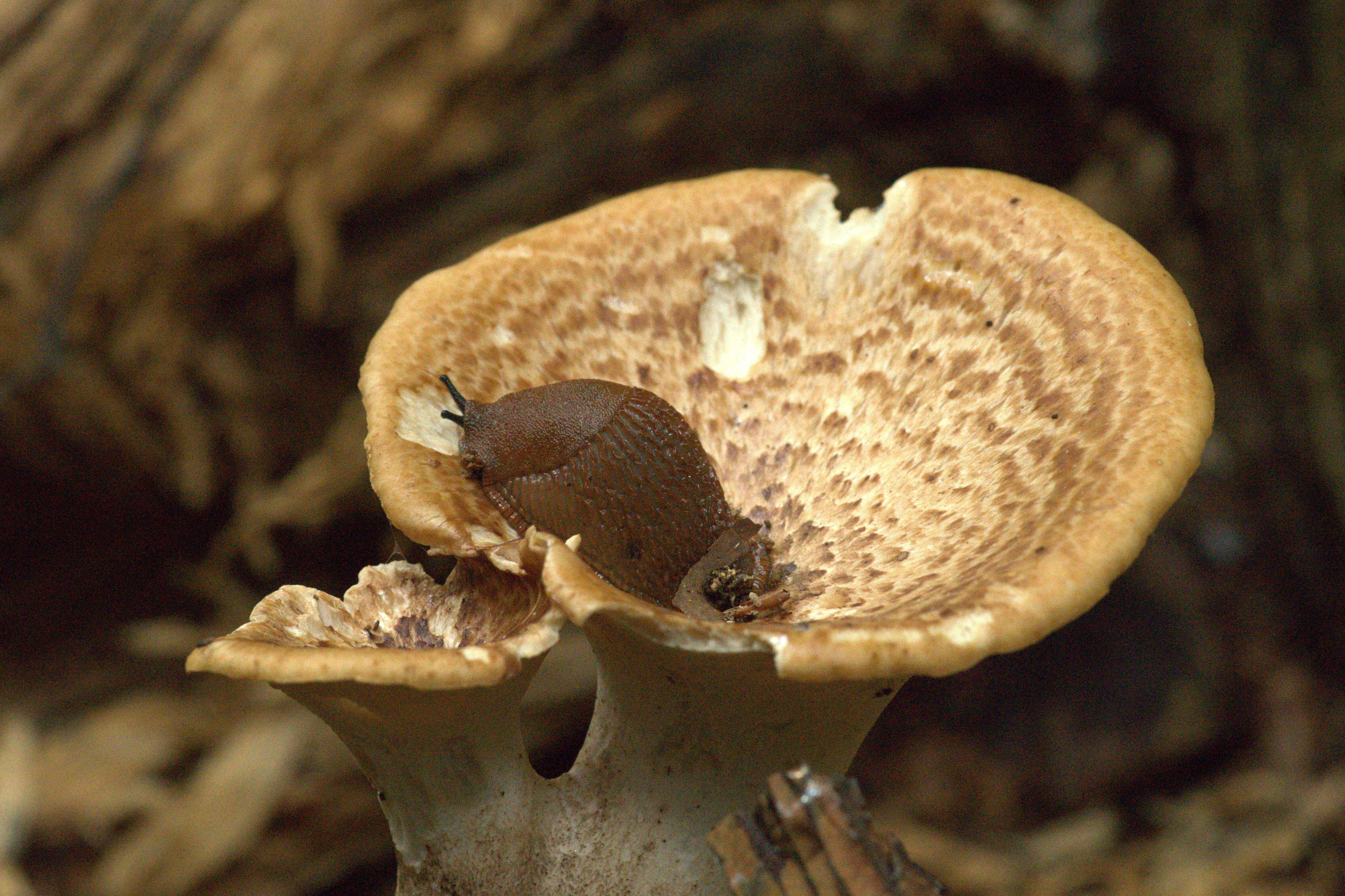 Image of dryad's saddle