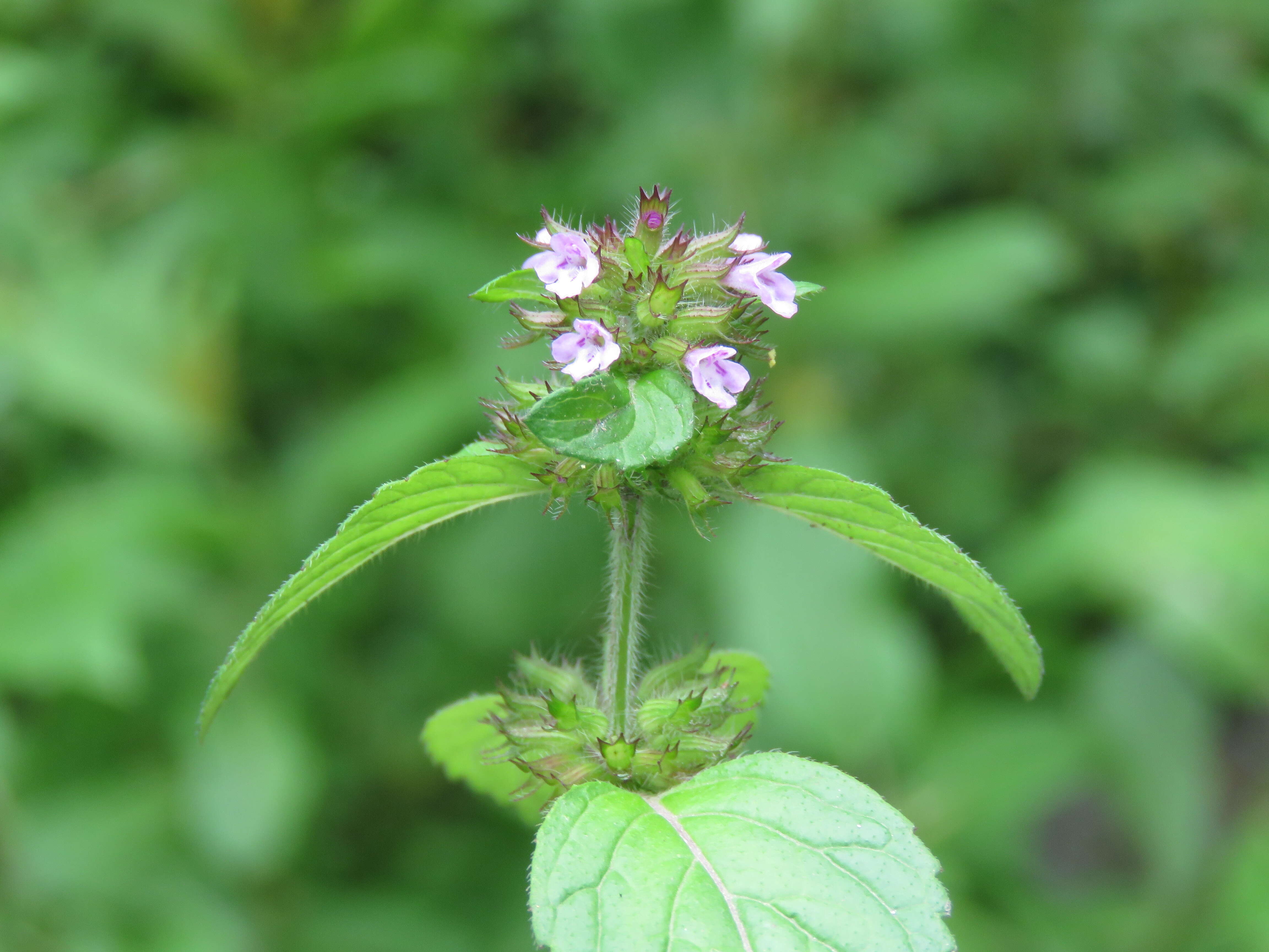 Image of wild basil