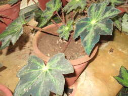 Image of starleaf begonia