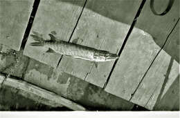 Image of Northern pike