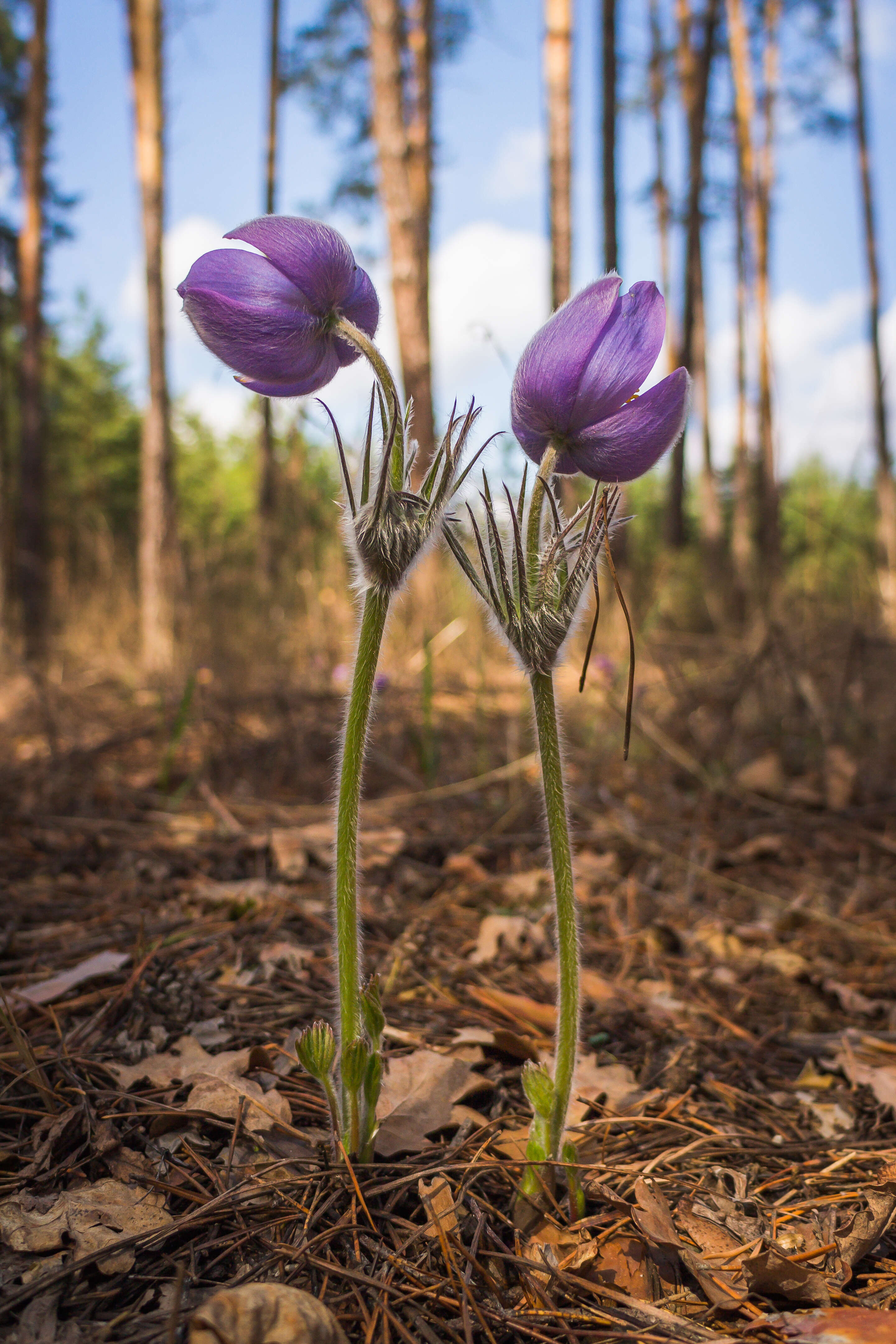 Image of Eastern Pasque Flower