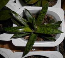 Image of Gasteria obliqua (Aiton) Duval