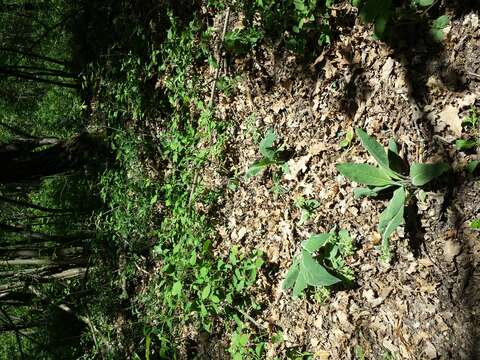 Image of Pulmonaria mollis Hornem.