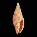 Image of Gemmulimitra strongae (Poppe, Tagaro & R. Salisbury 2009)