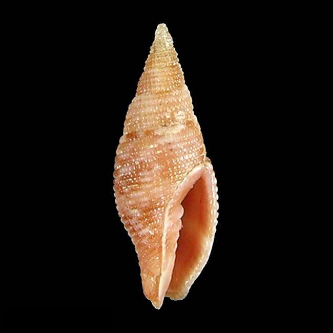 Image of Gemmulimitra strongae (Poppe, Tagaro & R. Salisbury 2009)