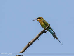 Image of Blue-tailed Bee-eater