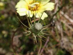 Image de Tolpis barbata (L.) Gaertn.