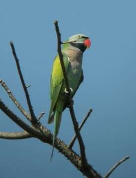 Image of Moustached Parakeet