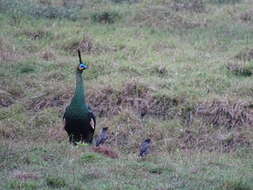 Image of Green Peafowl