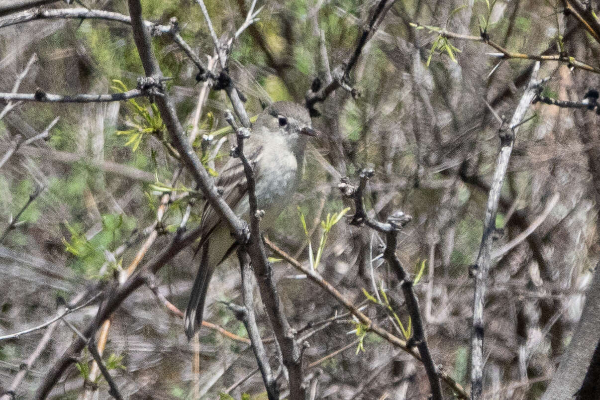 Image of American Grey Flycatcher